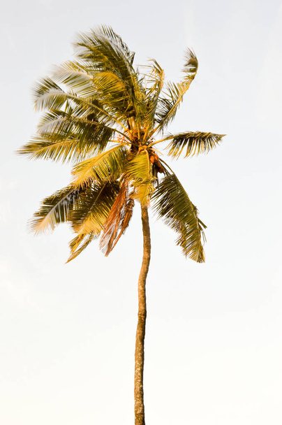 Palm tree isolate in a blue sky  - Photo, Image