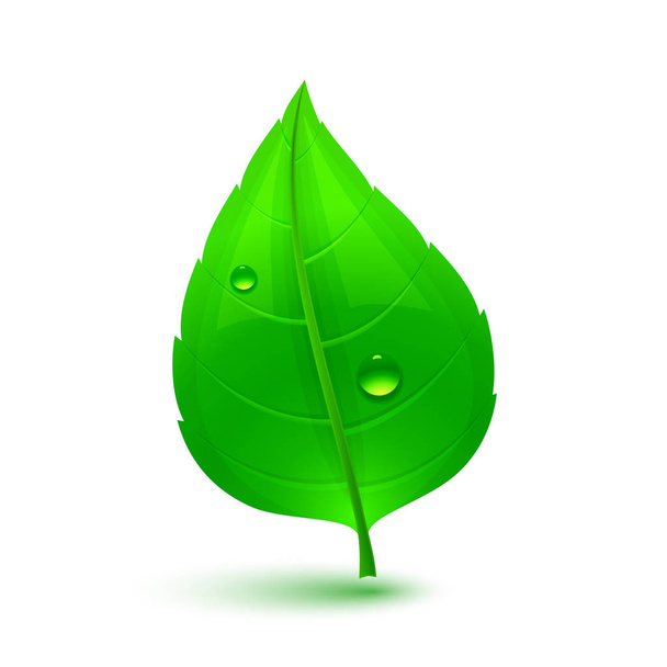 Green leaf with drops of water - Vector, Image
