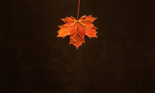 Maple leaves. - 写真・画像