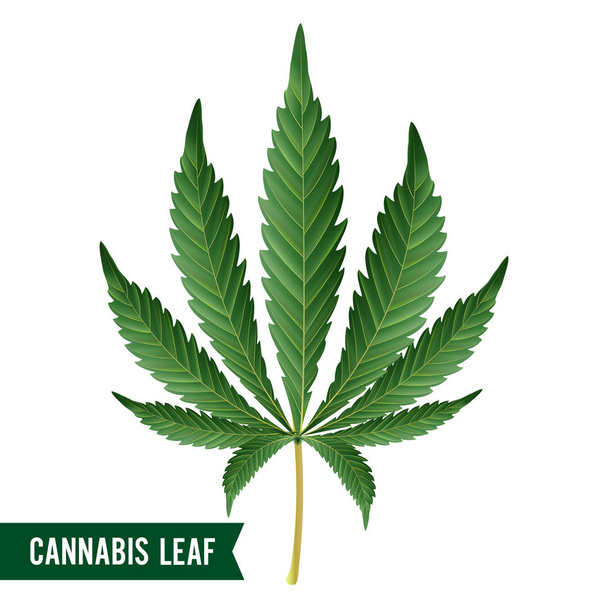 Marijuana Leaf Vector. Green Hemp Cannabis Sativa or Cannabis Indica Marijuana Leaf Isolated On White Background. Medical Plant Illustration - Vector, Image