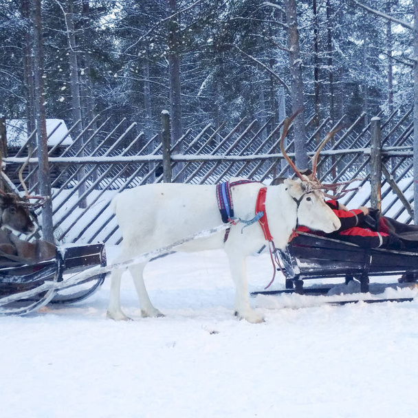 renos en Laponia
 - Foto, imagen