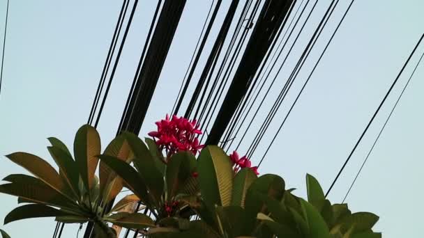 Elektrische hoogspanningslijnen, natuur en technologie en Plumeria bloeiende boom - Video