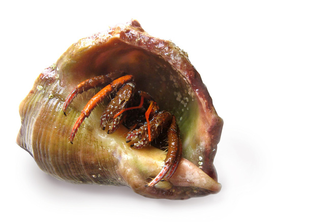Crab-hermit - Zdjęcie, obraz