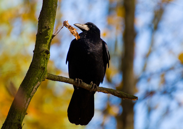 Rook - Corvus frugilegus - Photo, Image