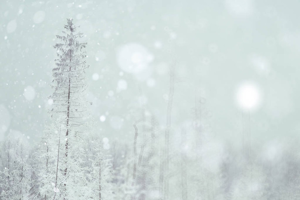 Kış karlı orman - Fotoğraf, Görsel