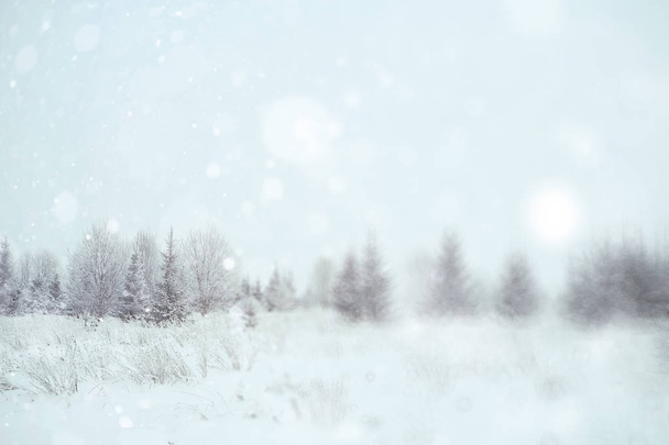 Winter snowy forest - Valokuva, kuva