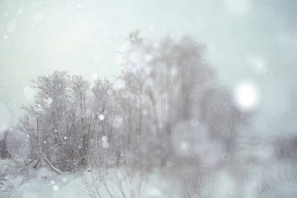 Winter snowy forest - Foto, imagen