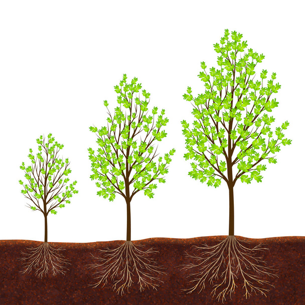 Crescimento do fundo do vetor de árvore
 - Vetor, Imagem
