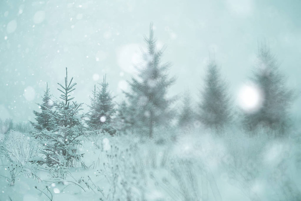 Winter forest under snow - Valokuva, kuva