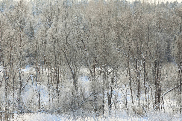 Fresh snow in winter forest - Фото, зображення
