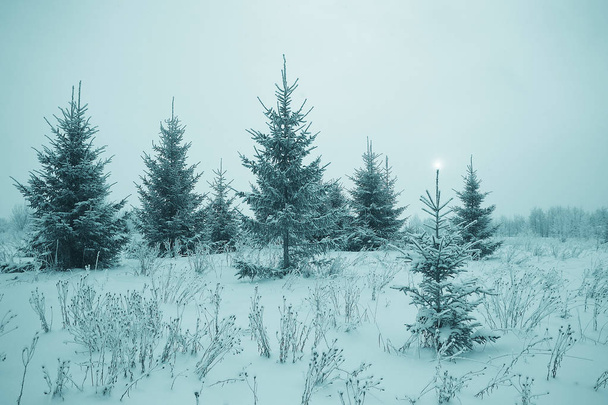 Christmas landscape with young fir trees - Foto, immagini