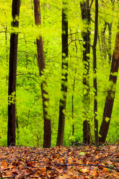 Лесной пейзаж весной после дождя
. - Фото, изображение