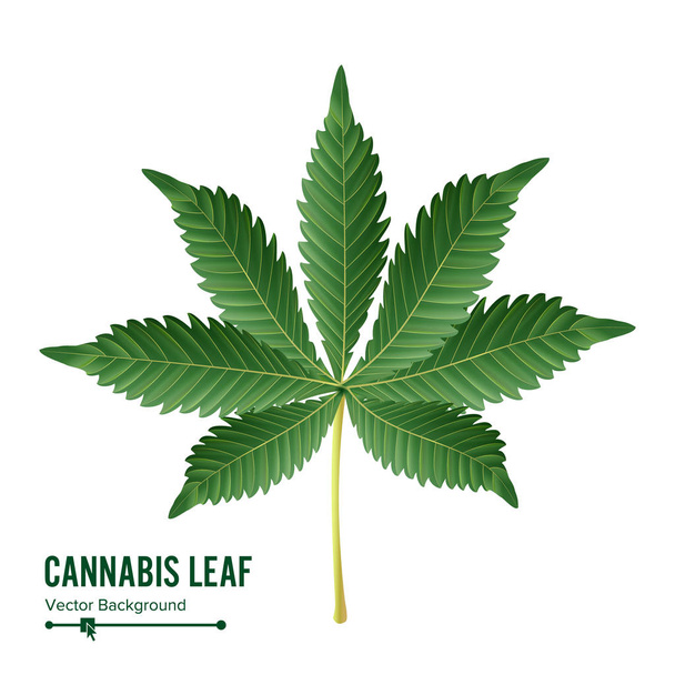 Cannabis Leaf Vector. Green Cannabis Cannabis Sativa or Cannabis Indica Leaf Isolated On White Background. Medical Plant Illustration - Vector, Image