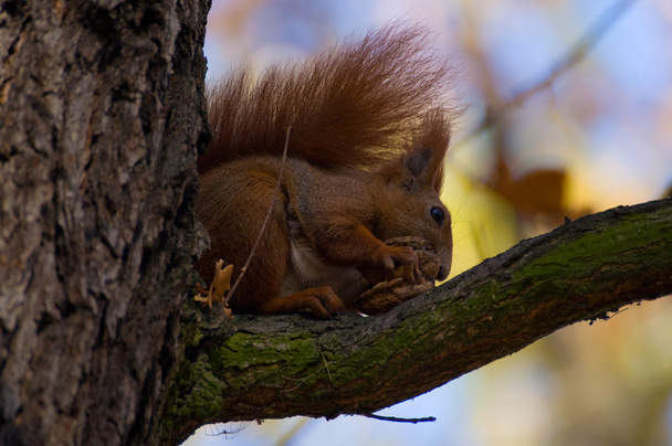 Red squirrel - Sciurus vulgaris - Fotó, kép