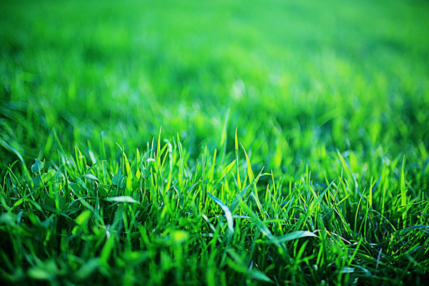 fresh spring green grass - Photo, Image