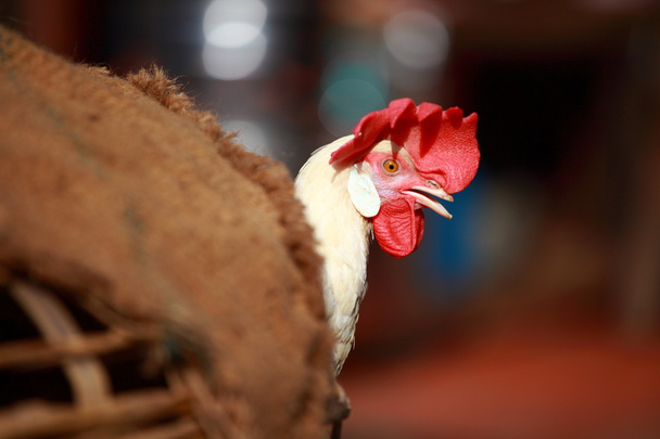 weißer Hahn im Käfig auf indischem Markt - Foto, Bild
