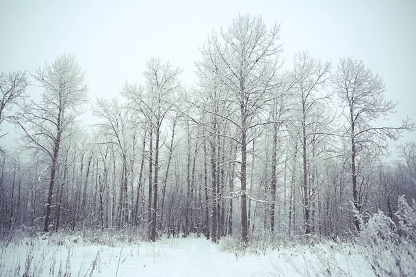 winter forest frosted   - Foto, Imagem