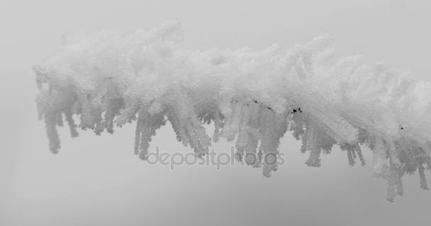 Hielo congelado en rama arbusto
 - Metraje, vídeo
