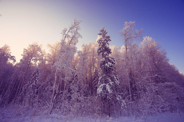 Winter landscape in the countryside - Foto, Bild