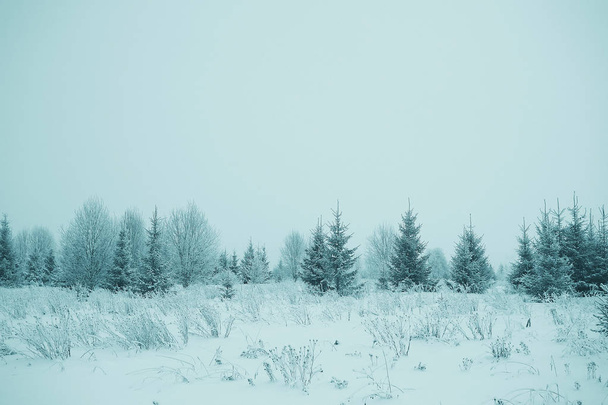 frosty landscape with trees - Фото, изображение
