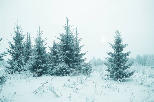 frosty landscape with trees - Fotografie, Obrázek