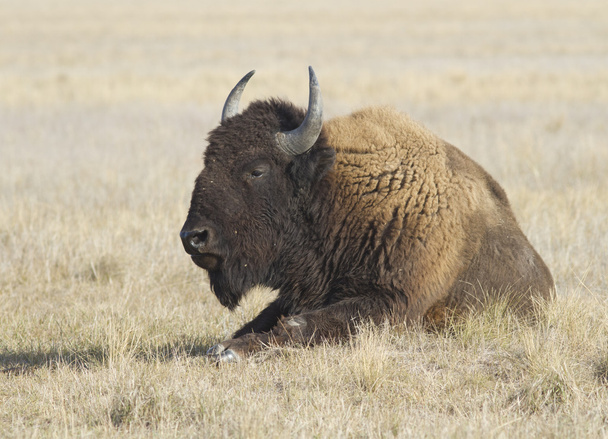 Male buffalo resting in the steppe - Photo, Image