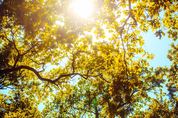 Keltaiset syksyn lehdet sinisellä taivaalla - Valokuva, kuva
