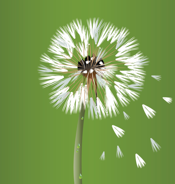 Dandelion blossom flower vector - Vector, Image