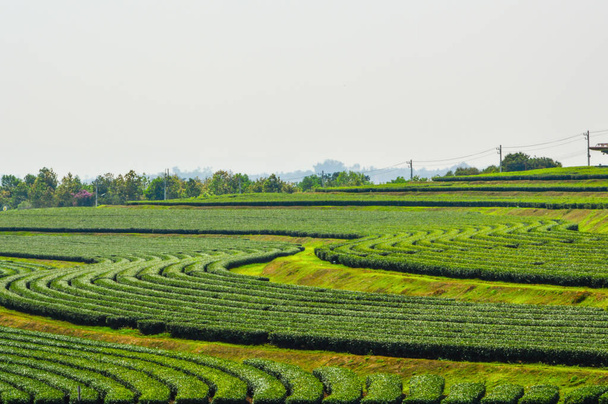 Folhas de chá frescas na Tailândia
 - Foto, Imagem
