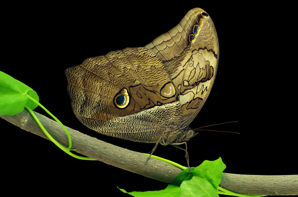 Owl butterfly - Photo, Image