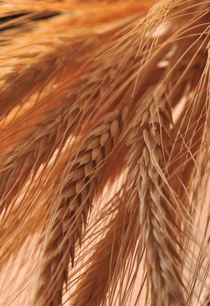 Las orejas de maíz - de cerca
 - Foto, Imagen