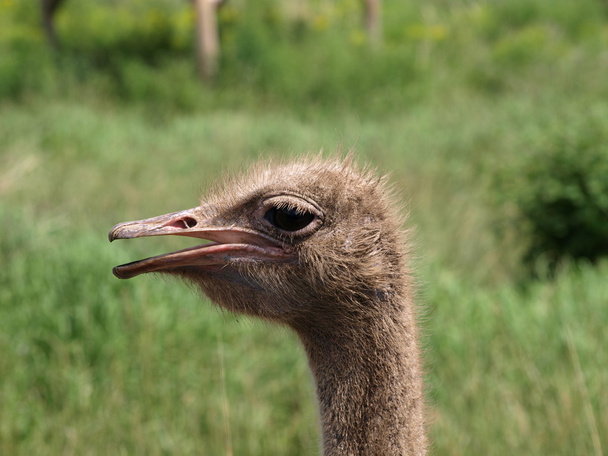 Ostrich - Φωτογραφία, εικόνα