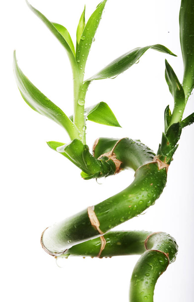 lucky bamboo over white background - Foto, immagini