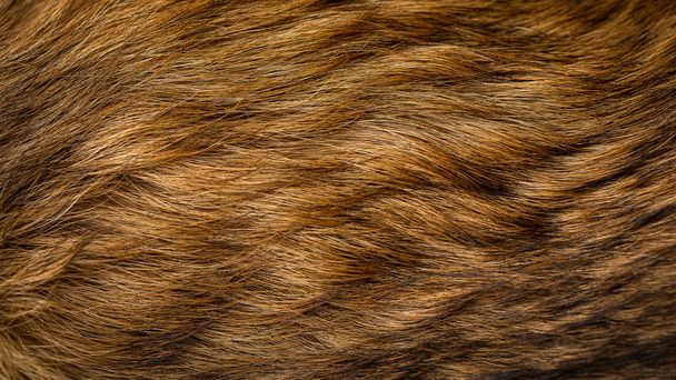Bruine en beige hondenbont textuur - Foto, afbeelding