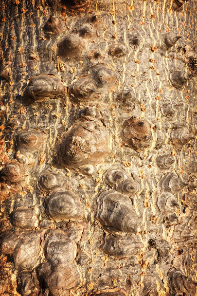 Textura de árbol gigante (Bombax ceiba L
.)  - Foto, imagen