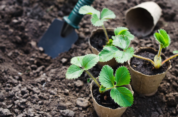 Strawberry Plants With Gardening Tools. - Photo, image