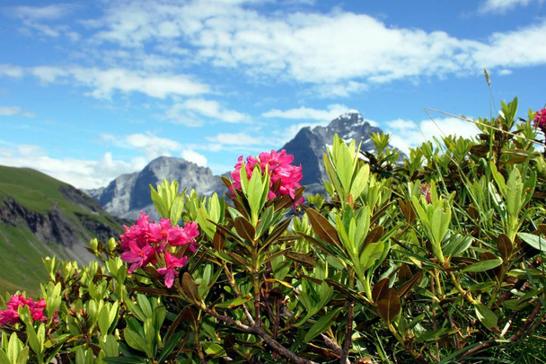 Alpine roses in the mountains - Foto, Imagem