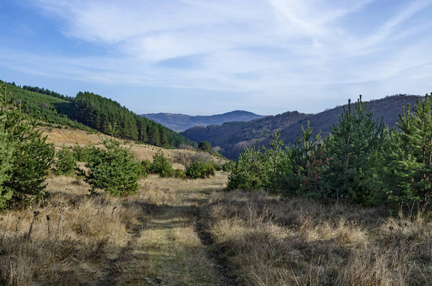 Panorama of glade and  late autumn forest in Vitosha mountain - Fotó, kép
