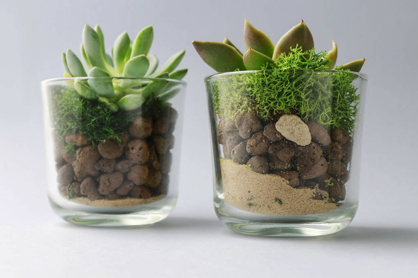 Plantas superfluas en recipientes de vidrio
 - Foto, Imagen
