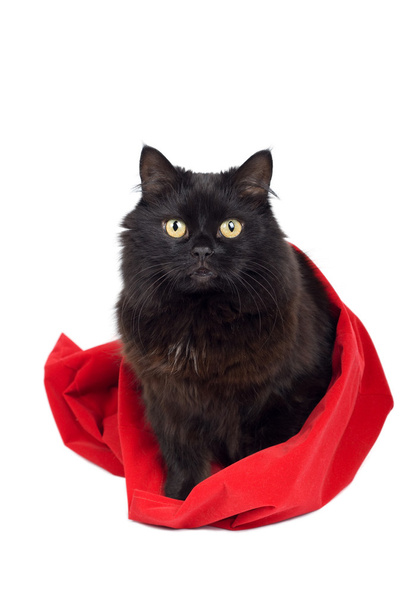 Gato negro en bolsa roja
 - Foto, Imagen