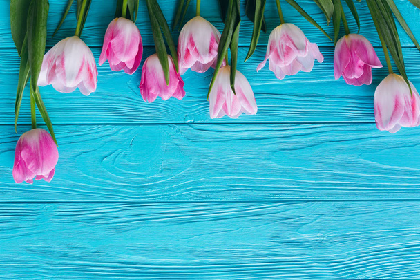 Borda de tulipas rosa
 - Foto, Imagem