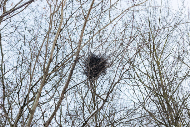 гніздо гілок на дереві
 - Фото, зображення