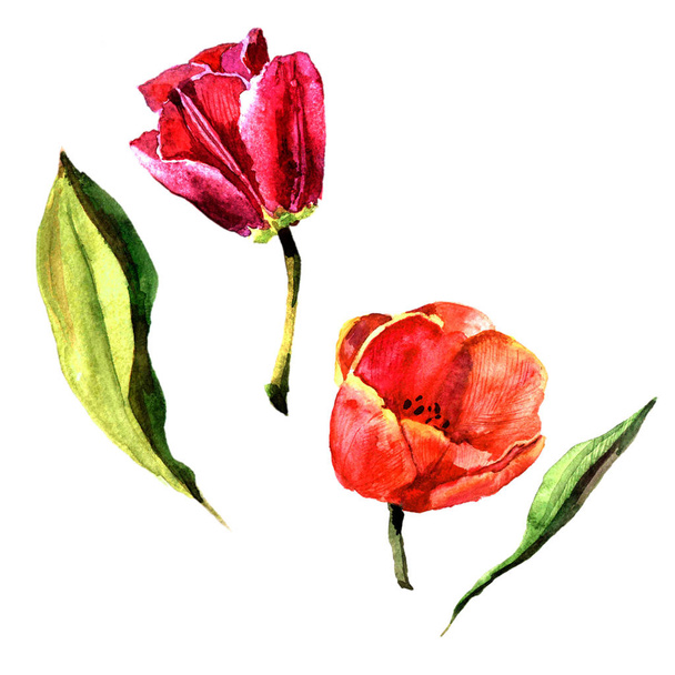 Wildflower tulppaani kukka akvarelli tyyli eristetty
. - Valokuva, kuva