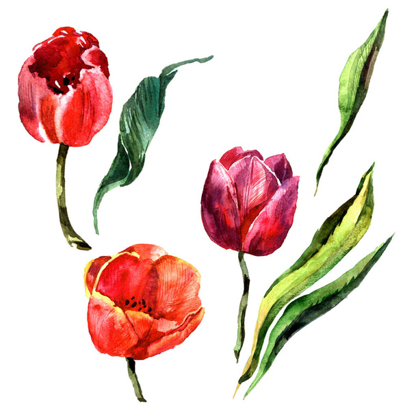 Дика квітка тюльпанів в акварельному стилі ізольовані
. - Фото, зображення