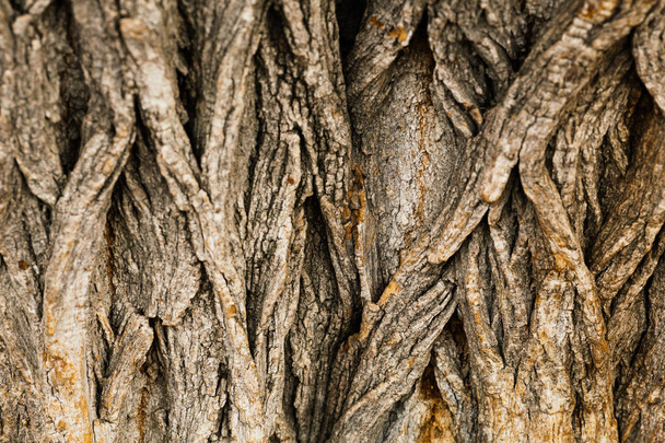 Tree bark texture - Фото, изображение