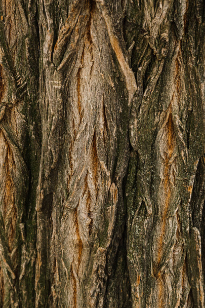 Tree bark texture - Foto, immagini