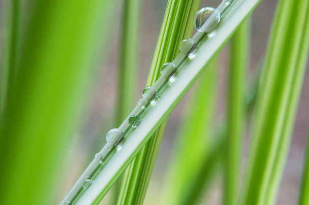 rain drops on bamboo leaves - Foto, afbeelding