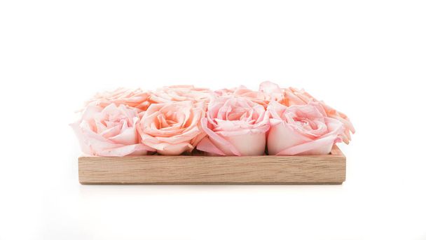 pink and white rose  - Φωτογραφία, εικόνα