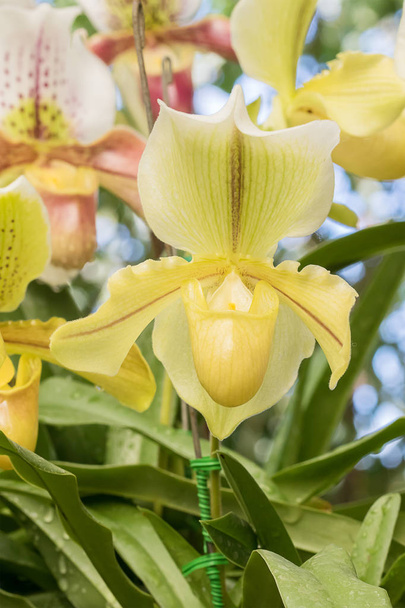 Nahaufnahme gelbes Paphiopedilum der Orchideenblume - Foto, Bild