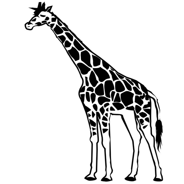Wild giraffe illustration - Vektör, Görsel